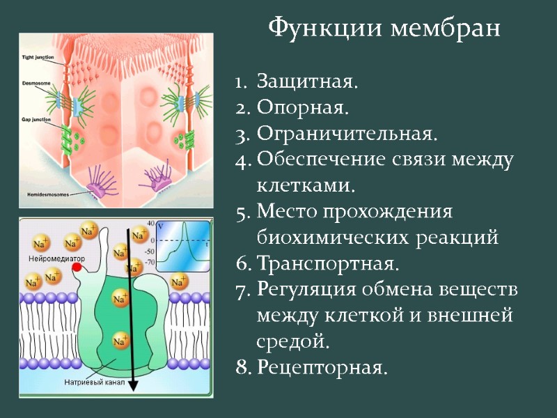 Защитная. Опорная. Ограничительная.  Обеспечение связи между клетками. Место прохождения биохимических реакций Транспортная. Регуляция
